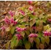 Горянка Epimedium Red Beauty